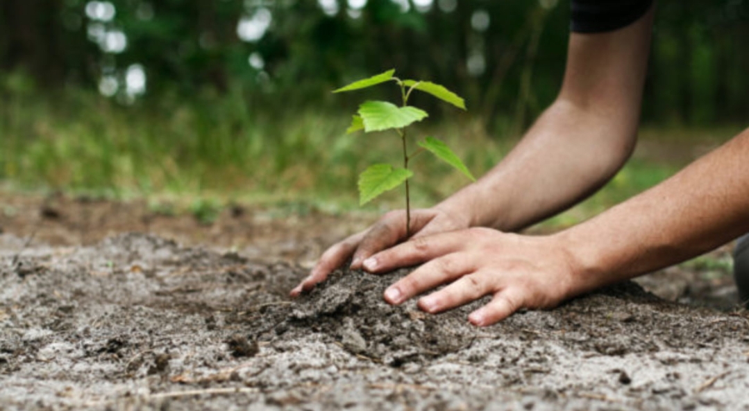 वृक्षारोपण मोहीम